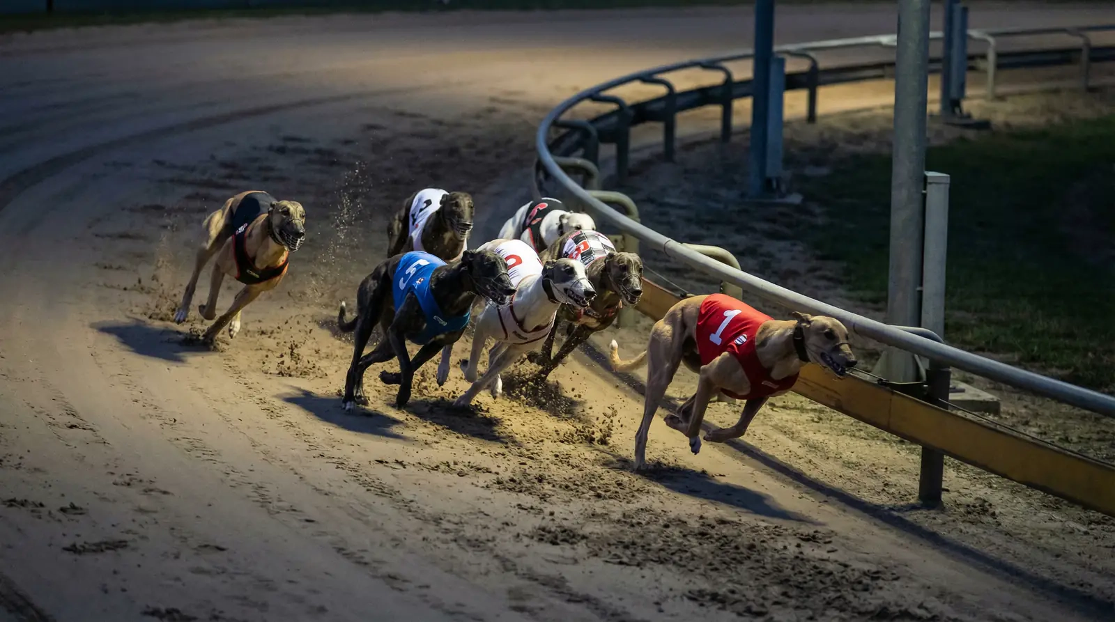 Greyhounds bunching together entering the first bend on a sand track during a race