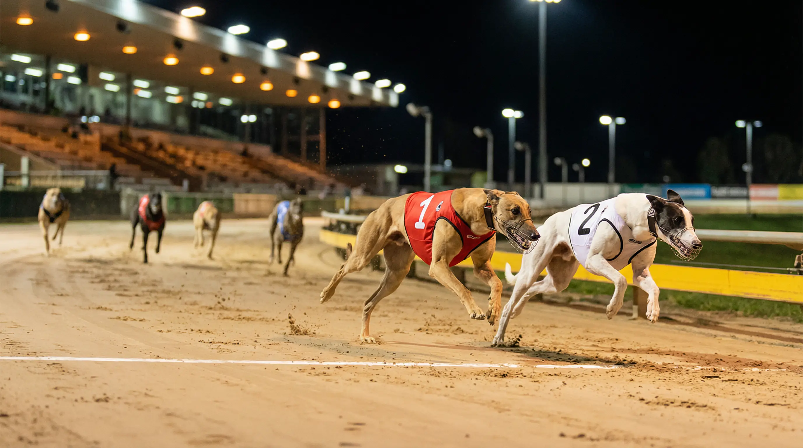 Top two greyhounds finishing first and second in clear positions during a race on a sand track