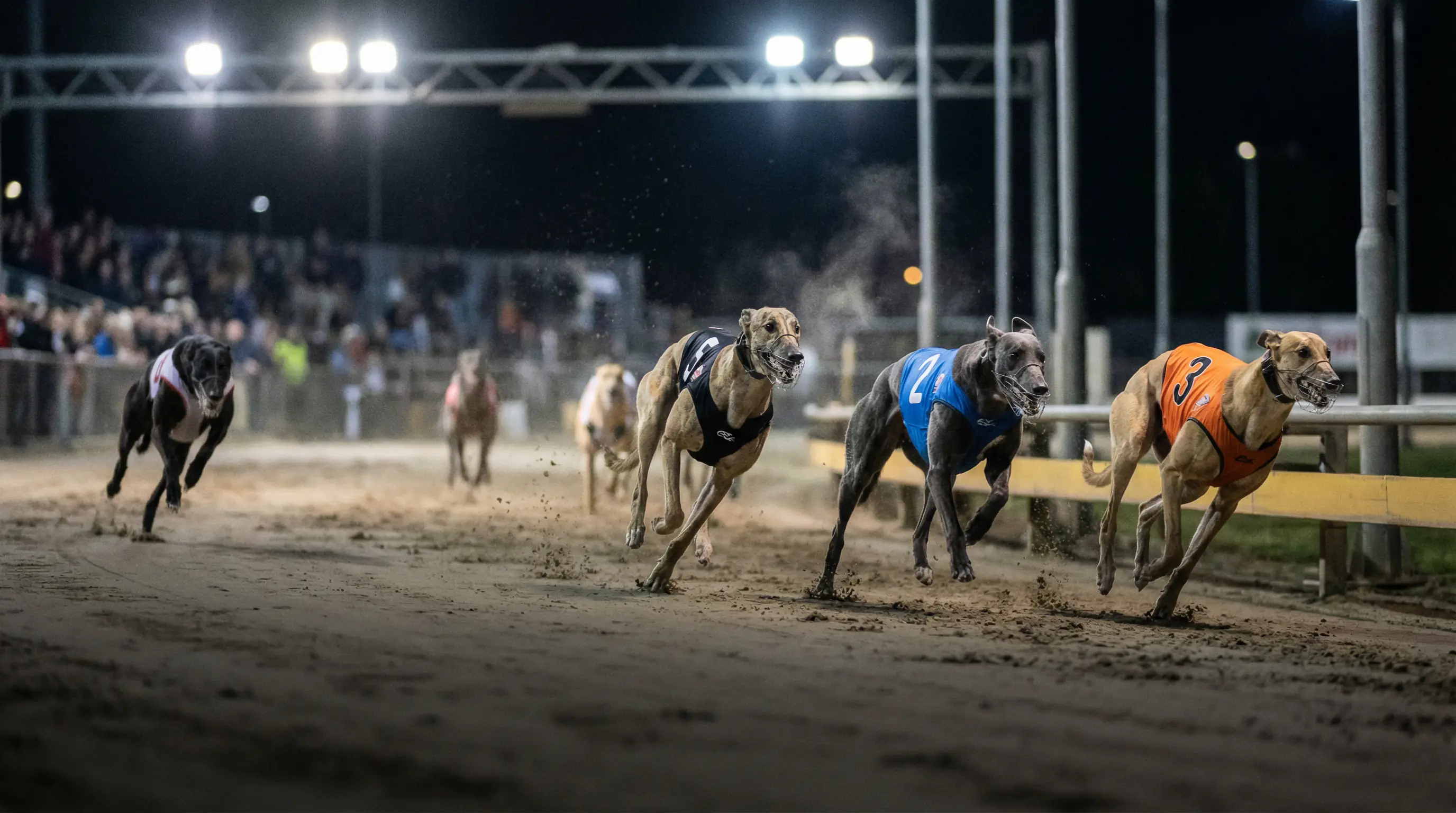 Three greyhounds finishing in the top three positions during a race on a UK sand track